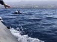 SEA SAFARI TENERIFE. Puerto Colon. Los Gigantes. Masca. Dolphines bladefish