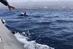 SEA SAFARI TENERIFE. Puerto Colon. Los Gigantes. Masca. Dolphines bladefish