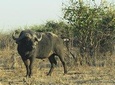 From Zimbabwe- Mosi oa Tunya Game Drive 