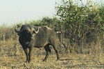From Zimbabwe- Mosi oa Tunya Game Drive 