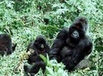 3 days gorilla trekking Bwindi safari