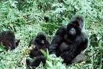 3 days gorilla trekking Bwindi safari