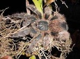 Amazon Survival Tour 5D/4N