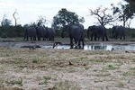 5 days Kasane to Maun Safari (Kasane, Chobe, Khwai, Moremi, Maun)