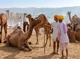 Same Day Tour Pushkar From Jaipur