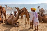 Same Day Tour Pushkar From Jaipur
