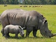 4 Hours Nairobi National Park safari