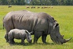 4 Hours Nairobi National Park safari
