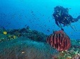 Try Scuba Diving In Havlock