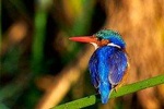 9 Days Private Camping Tanzania Safari Tour