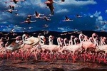 4 Days Samburu , L. Nakuru & L. Bogoria safari package