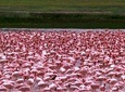 9 Days / 8 Nights Join group Safari 