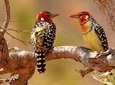Tanzania Safari Join Group