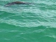 Dolphin Shelling Snorkeling Cruise in Tampa