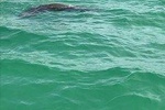 Dolphin Shelling Snorkeling Cruise in Tampa