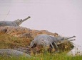 Signature Experience - Crocodile Safari and Village Walk in Ranthambore