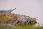Signature Experience - Crocodile Safari and Village Walk in Ranthambore