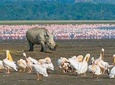 4 Days Masai Mara & L. Nakuru National Park Experience