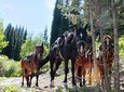Horse riding adventure in mountains! 