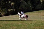 Day Trip: Olive Oil And Wine Museum With Brunch + Horse Riding