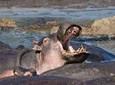 13 days/ 12 days Private group safari.