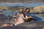 13 days/ 12 days Private group safari.