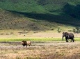 5 days lodge safaris