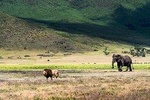 5 days lodge safaris
