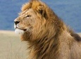 8 Days Camping Tanzania Safari Tour