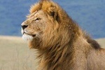 8 Days Camping Tanzania Safari Tour
