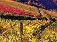 Rome Countryside Vineyards and Wine Tasting - Private Tour