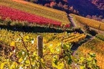 Rome Countryside Vineyards and Wine Tasting - Private Tour