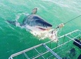 Shark Cage Diving
