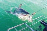 Shark Cage Diving