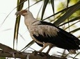 15 Days Tour :Birding around Senegal