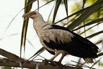 15 Days Tour :Birding around Senegal