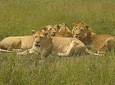 4 Days budget Camping Safari to see great Migration