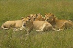 4 Days budget Camping Safari to see great Migration