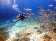 Diving in the Mexican Caribbean for Beginners | 2 Tanks 2 Dives | All Inclusive 