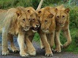 1 Day Akagera Wildlife Safari ( 3 Pax Min)