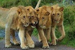 1 Day Akagera Wildlife Safari ( 3 Pax Min)