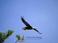 Photograph low country wildlife with a professional photo teacher and guide