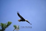 Photograph low country wildlife with a professional photo teacher and guide