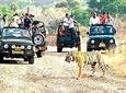 Ranthambore Wildlife Safari with Tickets & Transfer Options