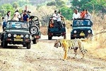 Ranthambore Wildlife Safari with Tickets & Transfer Options