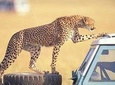 3 Days Amboseli National Park safari