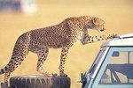 3 Days Amboseli National Park safari