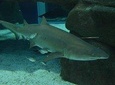 Aqua Rio + Olympic Boulevard Tour - Rio de Janeiro by Pepe Rio Tours