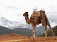 a day in the valley of the ourika and the atlas with a camel ride