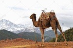 a day in the valley of the ourika and the atlas with a camel ride